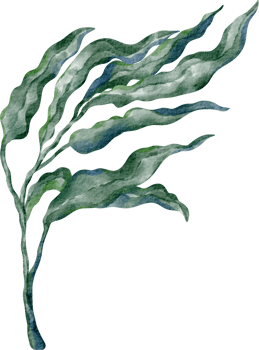 watercolor seaweed green png