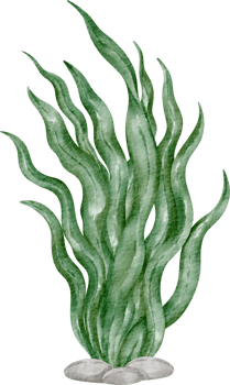 watercolor seaweed clip art element png