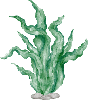 watercolor seaweed clip art element png