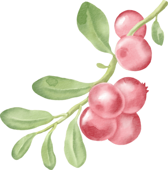 watercolor red currant berry clip art berry png