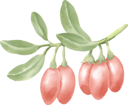 watercolor gojiberry clip art berry png