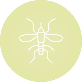 Mosquito Vector Icon
