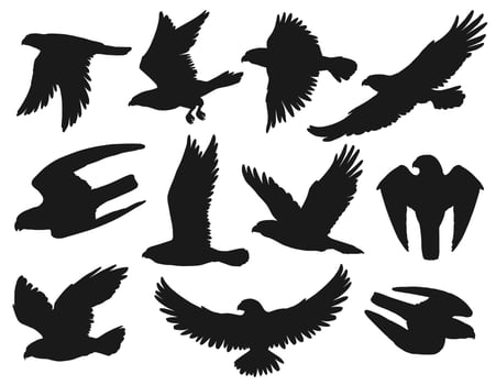 Eagles and hawks black silhouettes, vector birds