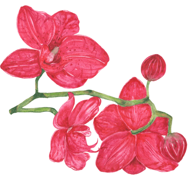 Watercolor beautiful botanical purple orchid png