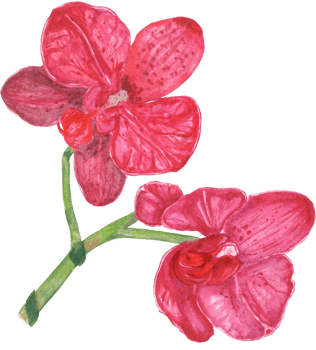 Watercolor beautiful botanical purple orchid png