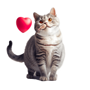 happy smile cat images png