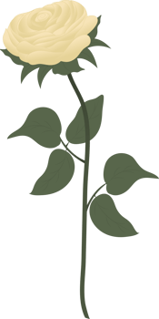 Beautiful white rose png
