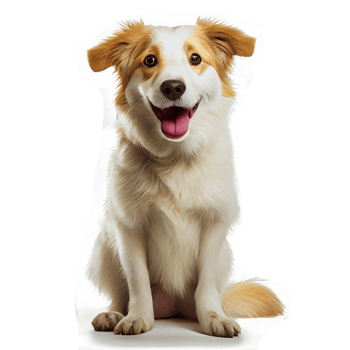 The dog smiles because he is happy. png