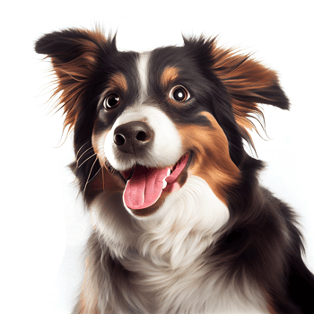 The dog smiles because he is happy. png