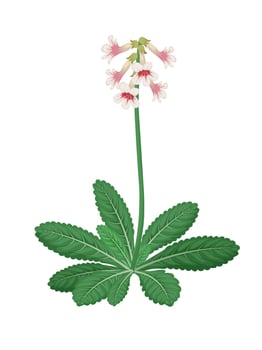 Rehmannia vector illustration, a herbal plant, isolated on white background.