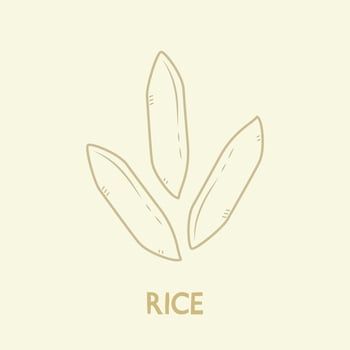 Rice vector. rice symbol. rice logo design. vector