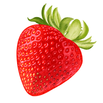 Strawberry fresh fruit illustration, color painting. png