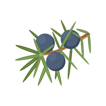 Vector illustration, juniper berries with leaves, isolated on white background.