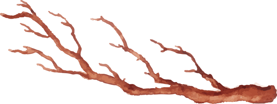 hand drawn of a branch with no leaves on it png