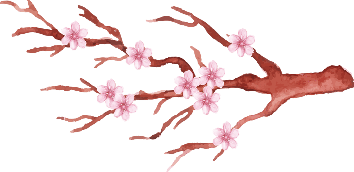 hand drawn of cherry blossom in the branch png