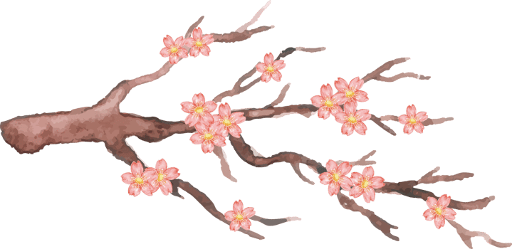 cherry blossom in the branch with watercolor png