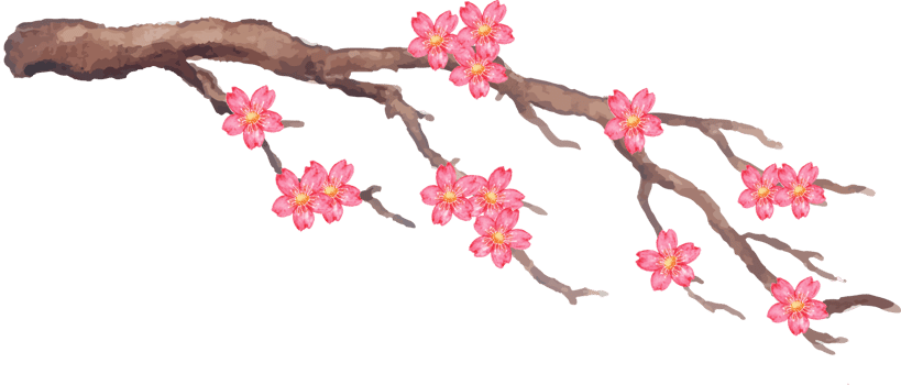 cherry blossom in the branch illustration png