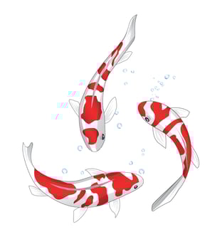 Three koi fish, Fancy Carp, on a black background vector