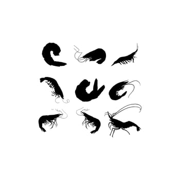 animal shrimp sea illustration set creative design vector
