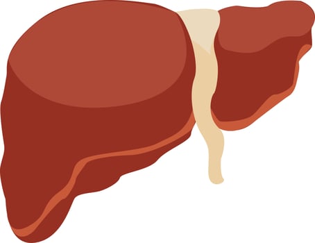 simple liver illustration vector