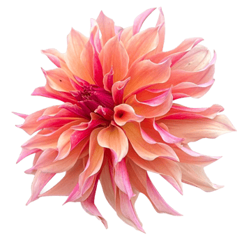 Dahlia flower png transparent