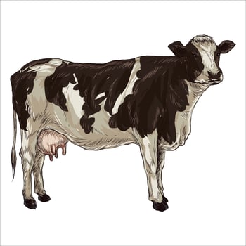 Cow isolated on white, hand drawn vector illustration.