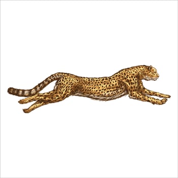 Hand drawn sketch of running cheetah retro realistic isolated animal vintage style vector