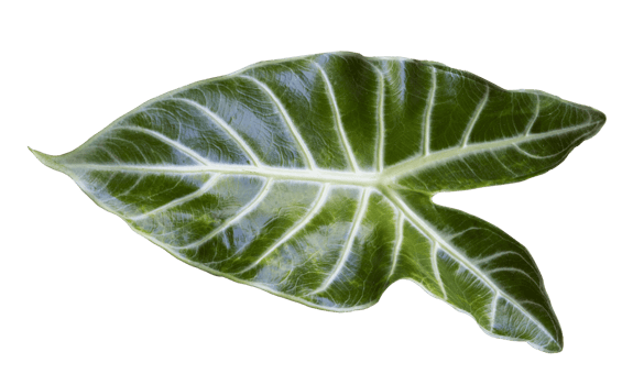 Alocasia Polly leaf isolated for tropical natural design element png