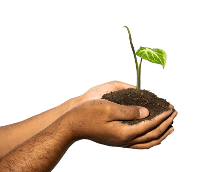 little plant in hands with soil png