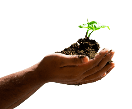hand holding plant with soil png