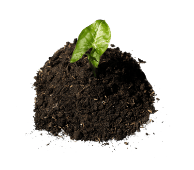 green plant in soil isolated png