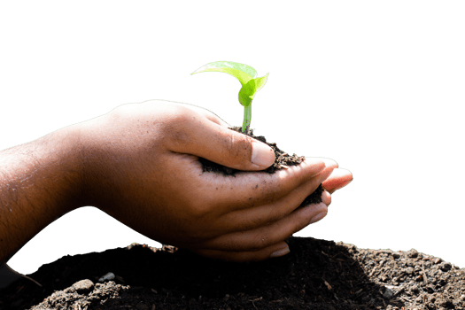 plant in hands isolated png