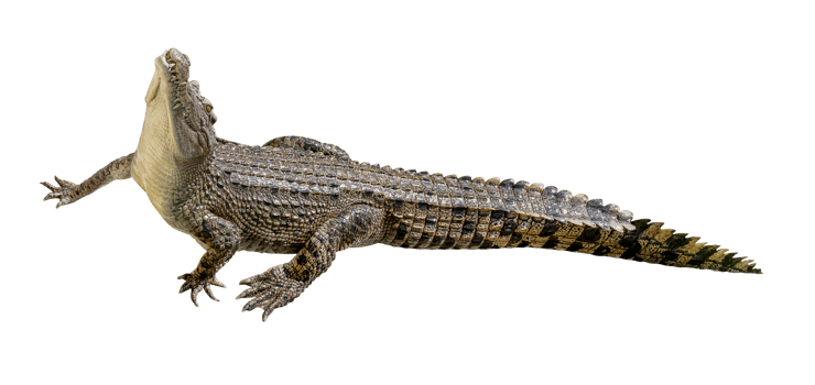 Siamese crocodile or Crocodylus siamensis png