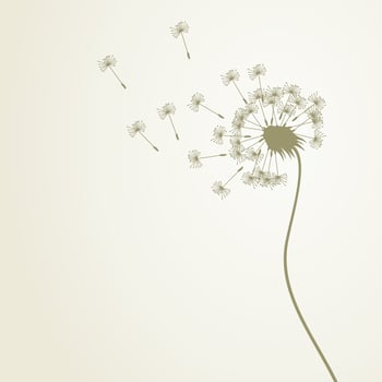 Flower a dandelion in the flora nature vector