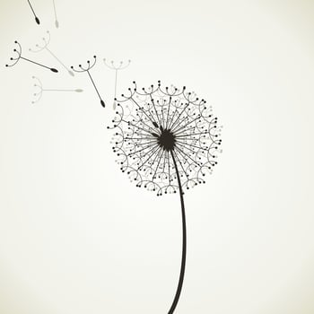 Flower a dandelion in the flora nature vector