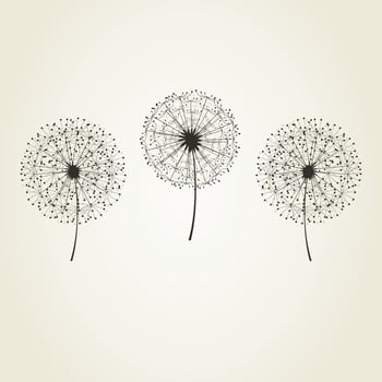 Three dandelions on a grey background. A vector illustration