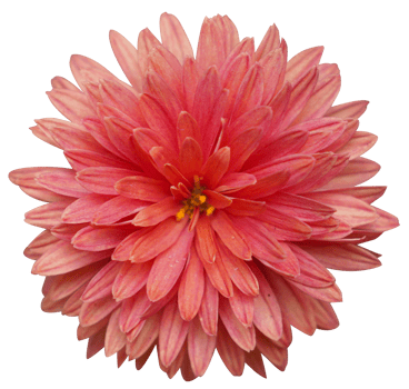 Dahlia flower, mature and magnificent closeup. png