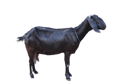 A goat standing isolated on white background png