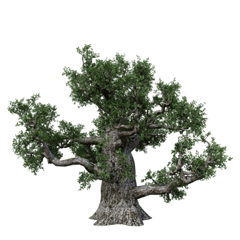 Isolated Tree High Res png