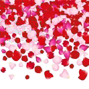Red and pink rose petals isolated on white. Valentine background. Beauty fashion woman concept vector