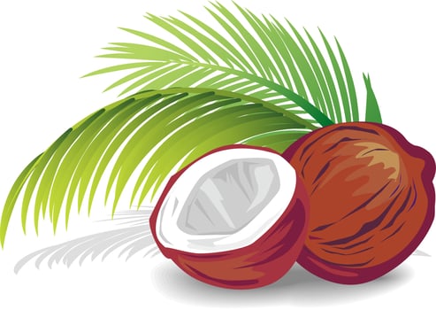 Cracked coconut with palm leaf vector