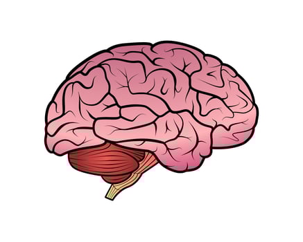 Brain Cartoon Illustration Drawing vector