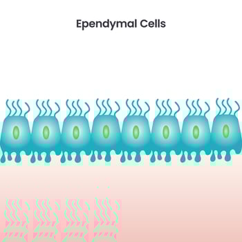 Ependymal Cells scientific vector illustration background