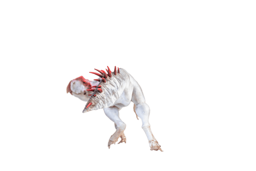 Protoceratops  , dinosaur on  isolated background png