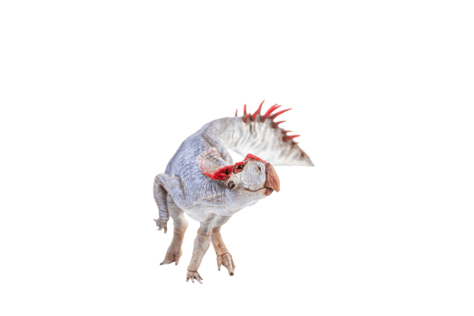 Protoceratops  , dinosaur on  isolated background png