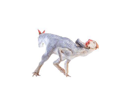 Protoceratops  , dinosaur on  isolated background png
