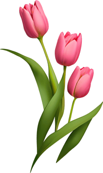 Pink Realistic Tulip Flowers Bouquet png