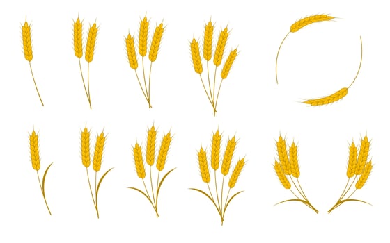 Spikes of wheat, barley, oats or rice isolated on white background. Vector illustration