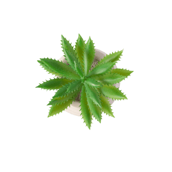 Houseplant in pot cutout, Png file