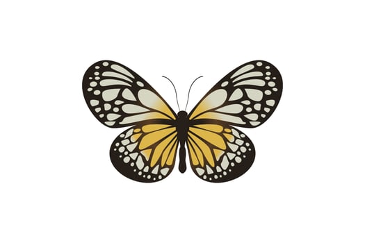 vector graphic of flying butterfly in a top view isolated on white background.